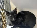 Adopt Ralphie a Domestic Shorthair / Mixed (short coat) cat in Holbrook