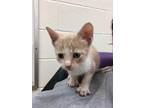 Adopt Dale a Domestic Shorthair / Mixed (short coat) cat in Brownwood