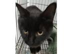 Adopt Momma Kitty a Domestic Shorthair / Mixed (short coat) cat in Brownwood