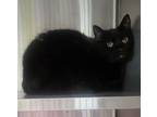 Adopt Jules (Memphis) a Domestic Mediumhair / Mixed (short coat) cat in
