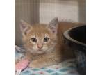 Adopt Sunny a Domestic Mediumhair / Mixed (short coat) cat in Greeneville
