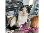 Adopt Kaori a Domestic Mediumhair / Mixed (short coat) cat in Hillsboro
