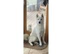 Adopt Blaze a White Pomsky / Mixed dog in New Lothrop, MI (41489447)