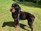 Adopt Meg a Rottweiler / Mixed dog in Forsyth, GA (41489517)