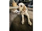 Adopt Silas a Tan/Yellow/Fawn Labrador Retriever / Mixed dog in Sanford