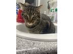 Adopt Monk a Brown Tabby American Shorthair / Mixed (short coat) cat in