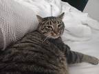 Adopt Milton a Brown or Chocolate American Shorthair / Mixed (medium coat) cat