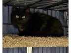 Adopt Maricell a Black (Mostly) Domestic Shorthair cat in Buhl, ID (41489456)