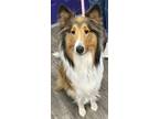 Adopt Zena a Collie / Mixed dog in St. George, UT (41488959)