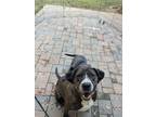 Adopt Tyson a Brindle Hound (Unknown Type) / Mixed dog in Dallas, GA (41485735)