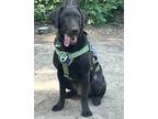 Adopt Hula a Brown/Chocolate Labrador Retriever / Mixed dog in Hillsboro