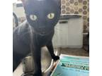 Adopt Sanura a All Black Domestic Shorthair cat in Chapel Hill, NC (41489402)