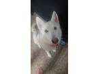 Adopt Skye a White - with Black Husky / Mixed dog in Houston, TX (41489397)