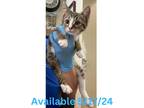 Adopt Cat Display - Cisco a Domestic Shorthair / Mixed (short coat) cat in