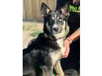 Adopt Starlette a Shepherd, Mixed Breed