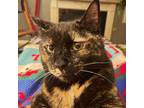Adopt Judy a Tortoiseshell Domestic Mediumhair / Mixed (medium coat) cat in