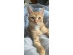 Adopt Turmeric bonded Cumin a Orange or Red (Mostly) Domestic Shorthair cat in