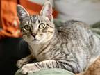 Adopt Cumin bonded Turmeric a Gray, Blue or Silver Tabby Domestic Shorthair cat