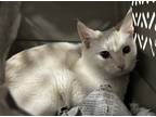 Adopt OPAL a Cream or Ivory Siamese (short coat) cat in Yucaipa, CA (41489336)