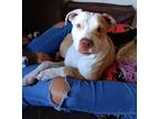 Adopt Emmy a Red/Golden/Orange/Chestnut - with White American Pit Bull Terrier /