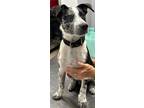 Adopt Baxter a Terrier (Unknown Type, Small) / Cattle Dog / Mixed dog in St.