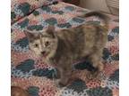 Adopt Fuzzy a Domestic Shorthair / Mixed (short coat) cat in El Dorado