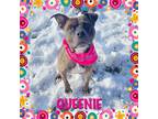 Adopt Queenie a Brindle - with White Pit Bull Terrier / Mixed dog in Mokena