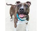 Adopt Coco a American Staffordshire Terrier