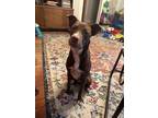 Adopt Jack a Brown/Chocolate Labrador Retriever / American Staffordshire Terrier
