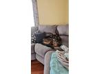 Adopt Dunkin a Brown/Chocolate - with Black German Shepherd Dog / Mixed dog in