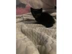 Adopt Jeffery a All Black Domestic Longhair / Mixed (long coat) cat in Lakeland