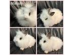 Adopt Mariah a White Lionhead / Mixed (long coat) rabbit in West Palm Beach