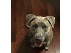 Adopt Storm a Brindle American Pit Bull Terrier / Mixed dog in San Antonio
