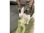 Adopt Huanhuan a Gray, Blue or Silver Tabby American Shorthair / Mixed (short