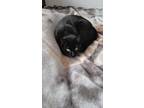 Adopt Kiki a All Black Bombay / Mixed (medium coat) cat in Millburn