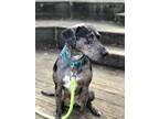 Adopt Remy a Merle Catahoula Leopard Dog dog in Lexington, KY (41487913)