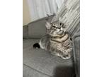 Adopt Draco a Gray or Blue Domestic Longhair / Mixed (medium coat) cat in