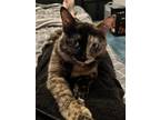 Adopt Camie a Tortoiseshell Calico / Mixed (medium coat) cat in Point Marion
