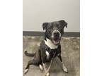Adopt Lucy a Black - with White Mutt / Mixed dog in Atlanta, GA (41489137)