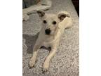 Adopt Oakley a White - with Gray or Silver Rat Terrier / Mixed dog in Burbank