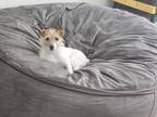 Adopt Daisy a White - with Brown or Chocolate Jack Russell Terrier / Mixed dog