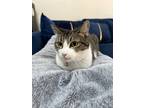 Adopt Jessica a White (Mostly) American Shorthair / Mixed (short coat) cat in