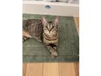 Adopt Darcy a Brown Tabby Domestic Shorthair / Mixed (short coat) cat in Denver