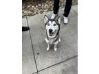 Adopt Jin a Black - with White Husky / Mixed dog in Alpharetta, GA (41489064)