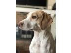 Adopt Traveler a White - with Brown or Chocolate Pointer / Mixed dog in