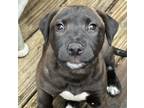 Adopt Zulie a Black - with Tan, Yellow or Fawn Labrador Retriever / Mixed dog in