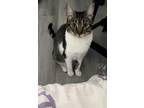 Adopt June a Brown Tabby Domestic Shorthair / Mixed (short coat) cat in