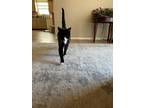 Adopt Max a Black & White or Tuxedo Domestic Shorthair / Mixed (short coat) cat