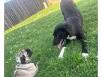 Adopt Copper a Black - with White Border Collie / Labrador Retriever / Mixed dog
