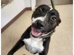 Adopt Jenni a Black - with White American Pit Bull Terrier / Mixed Breed